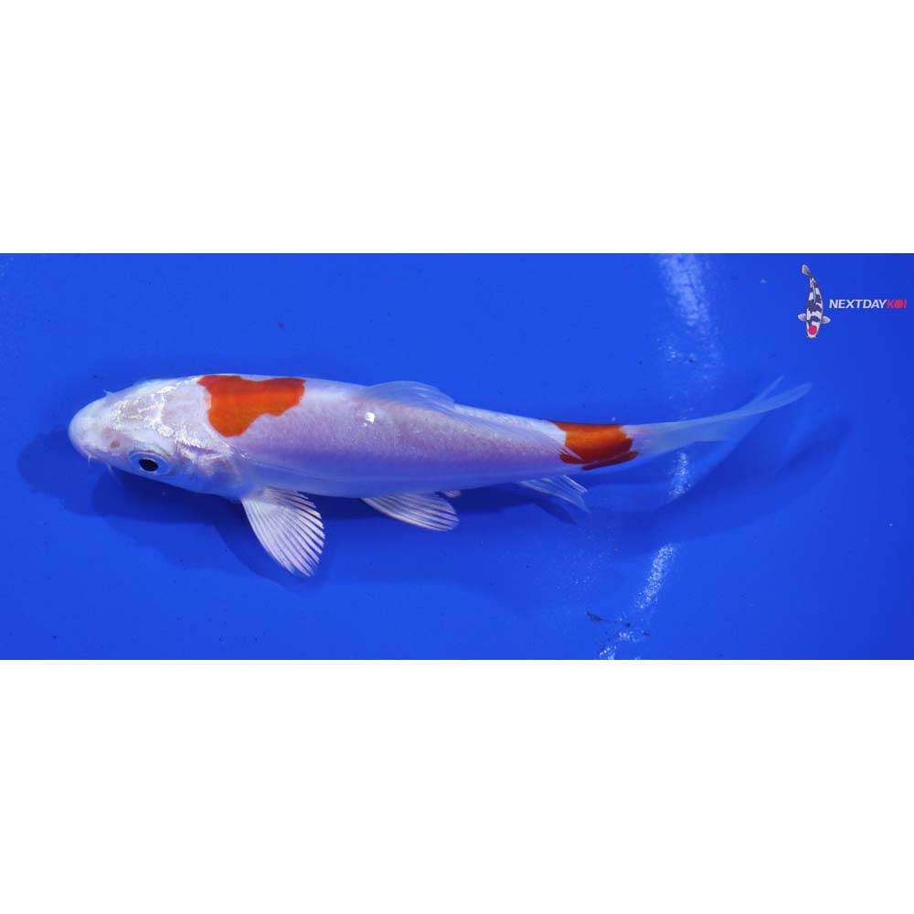 4.5” Imported Kikusui