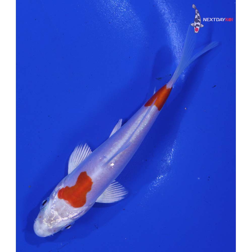 4.5” Imported Kikusui