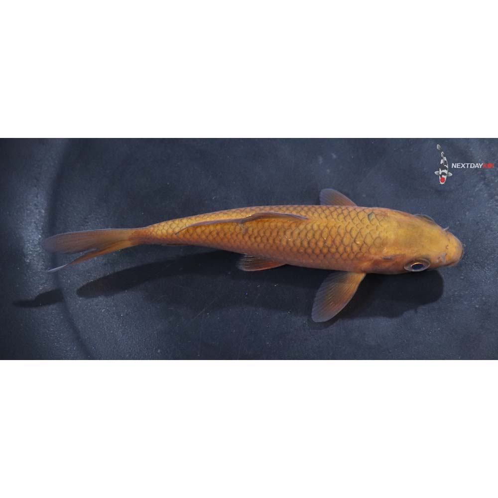 4.5” Imported Chagoi