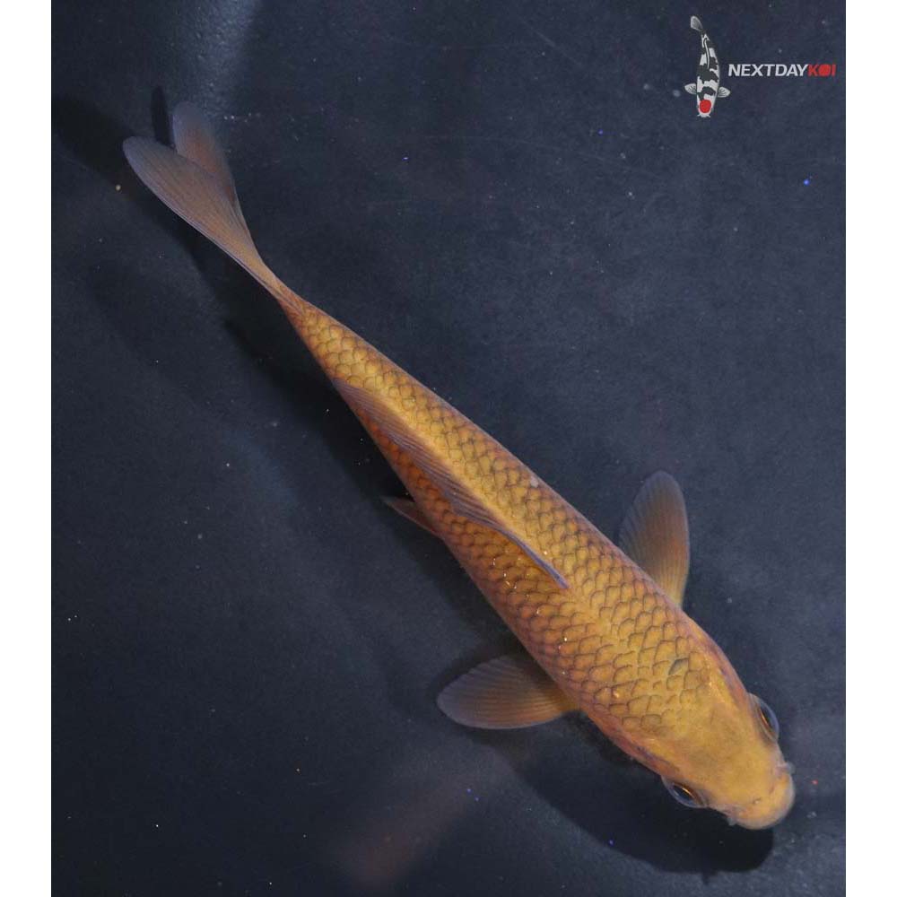4.5” Imported Chagoi