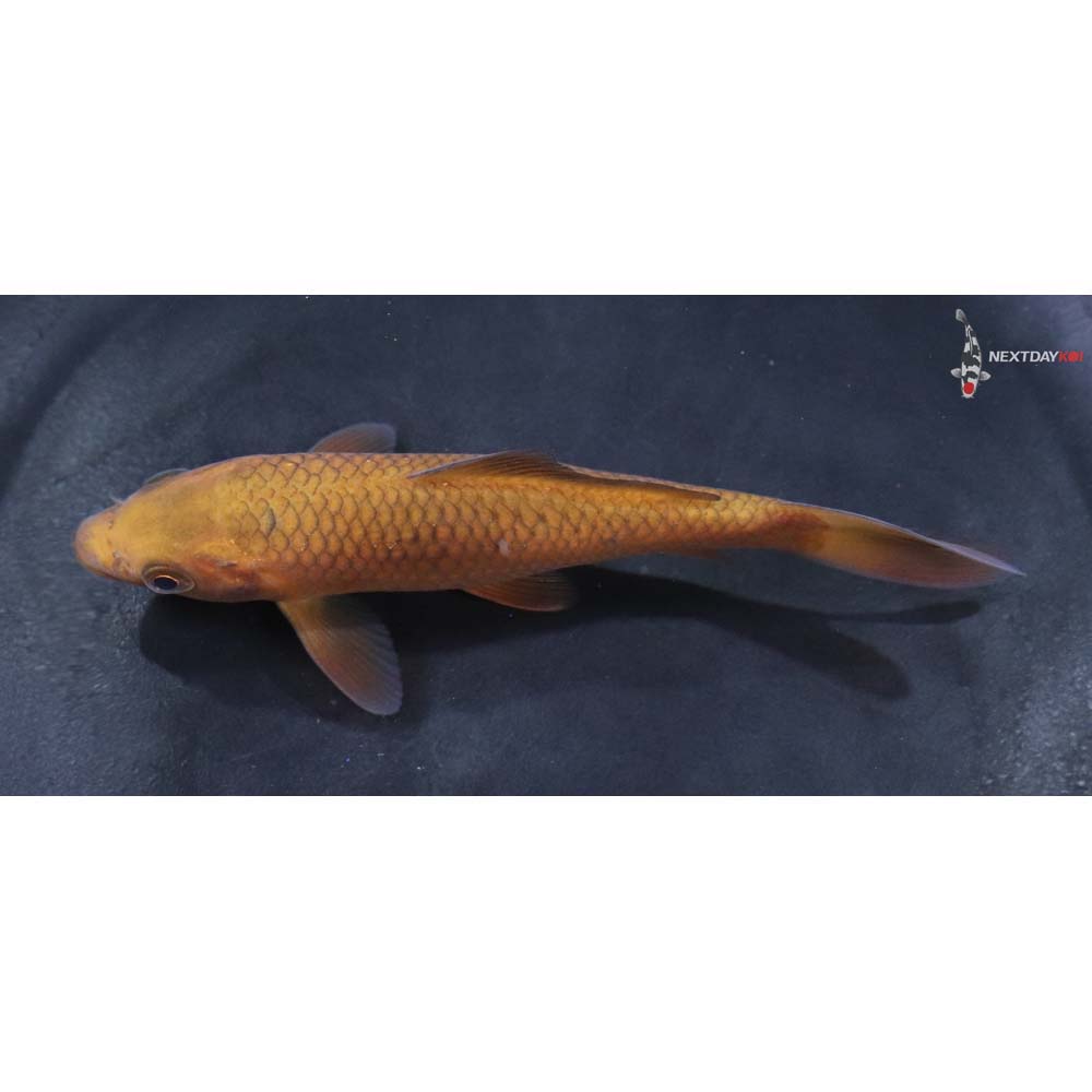 4.5” Imported Chagoi