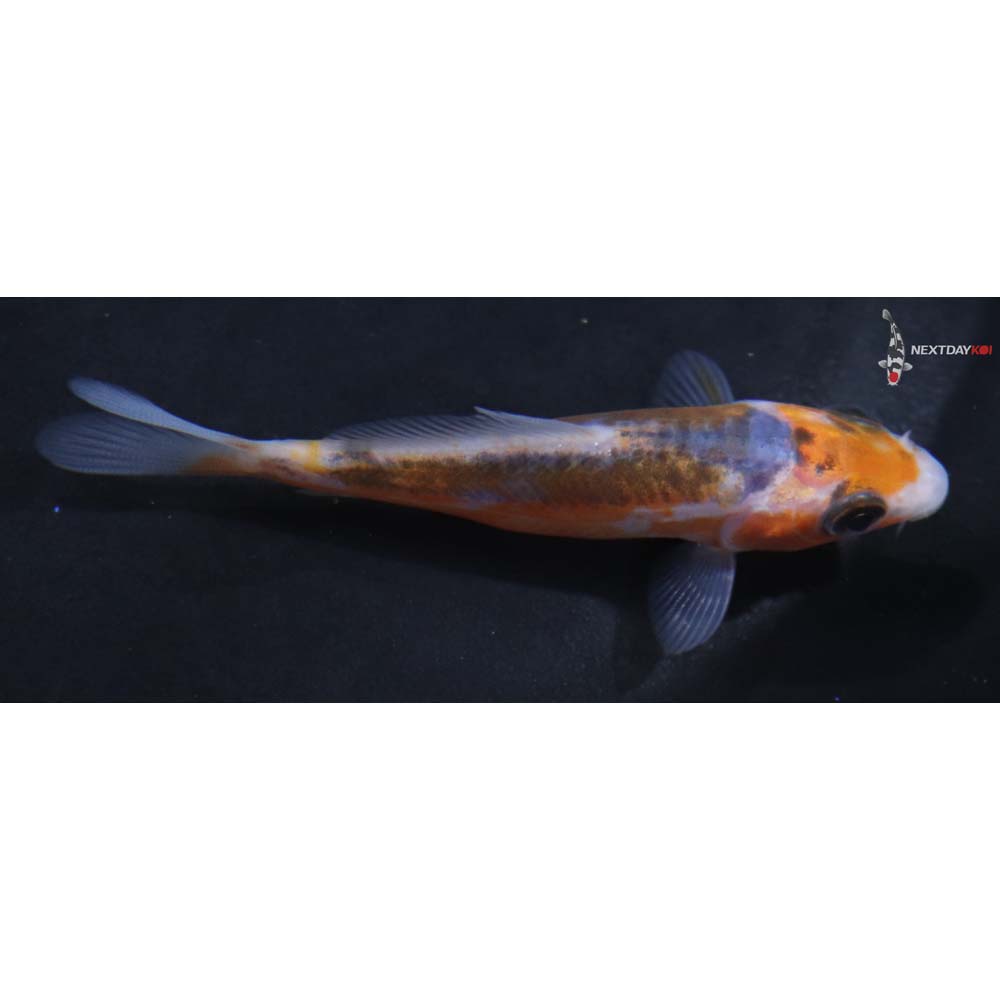 3” Imported Shusui