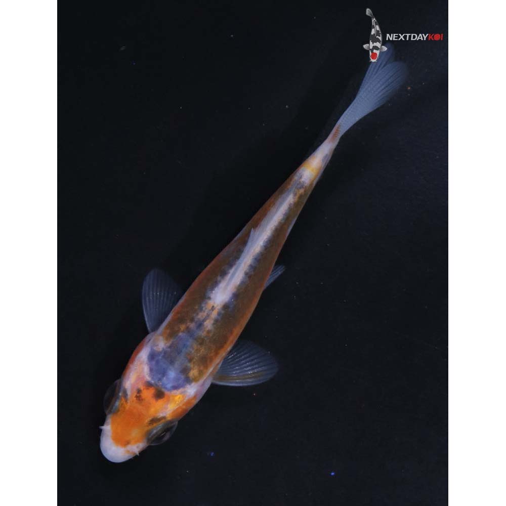 3” Imported Shusui