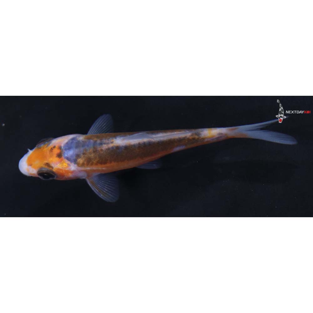 3” Imported Shusui