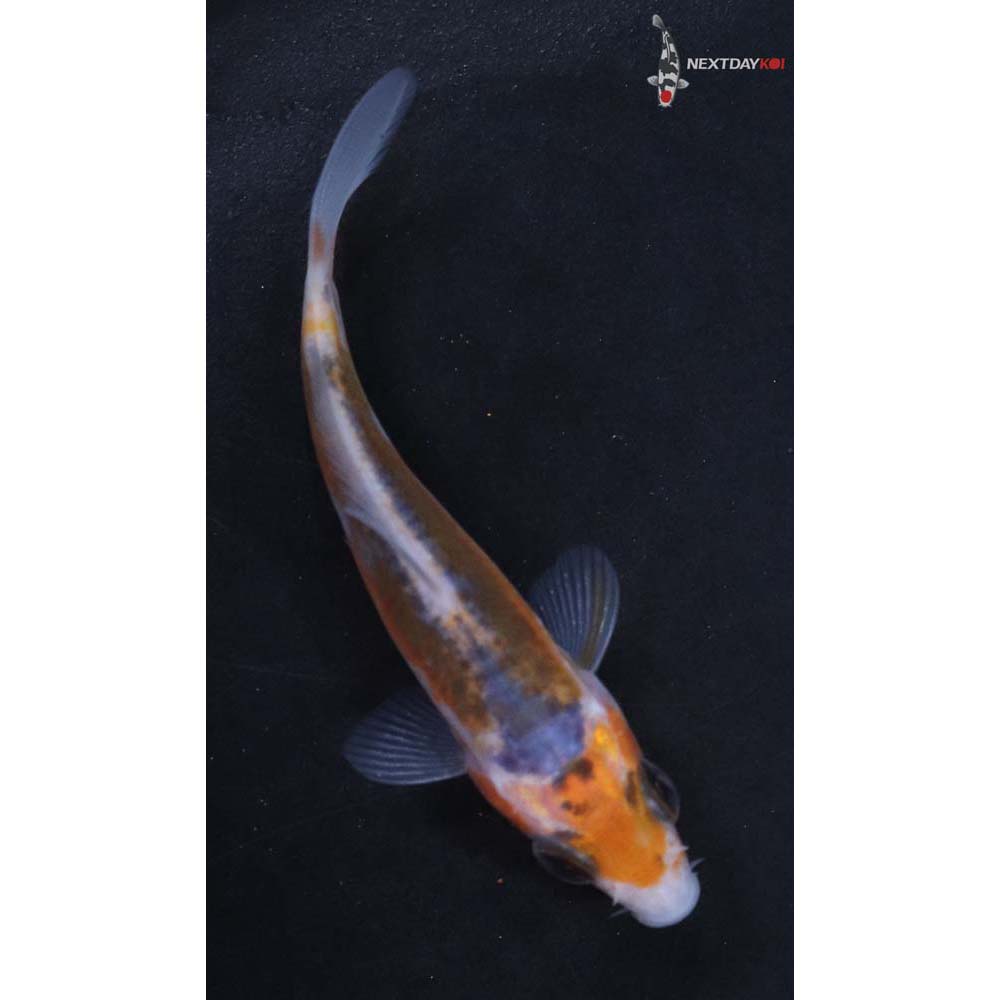 3” Imported Shusui