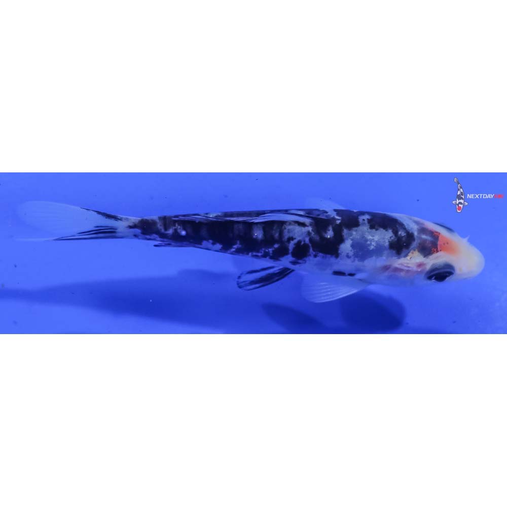 3.5” Imported Doitsu Shiro Bekko