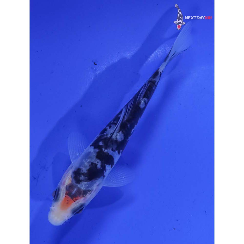 3.5” Imported Doitsu Shiro Bekko