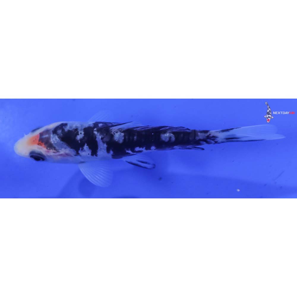 3.5” Imported Doitsu Shiro Bekko