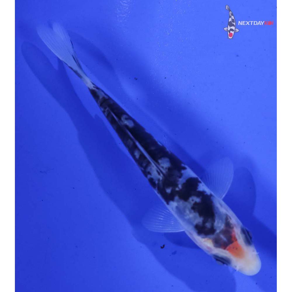 3.5” Imported Doitsu Shiro Bekko