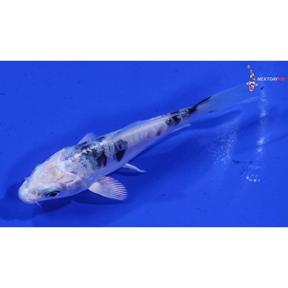 3.5” Imported Doitsu Gin Shiro Bekko