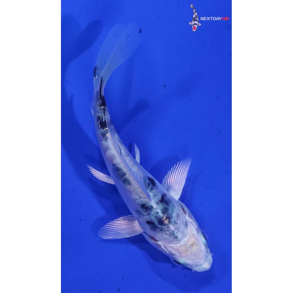 3.5” Imported Doitsu Gin Shiro Bekko