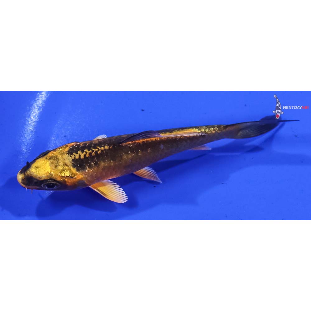 3.5” Imported Ki Matsuba