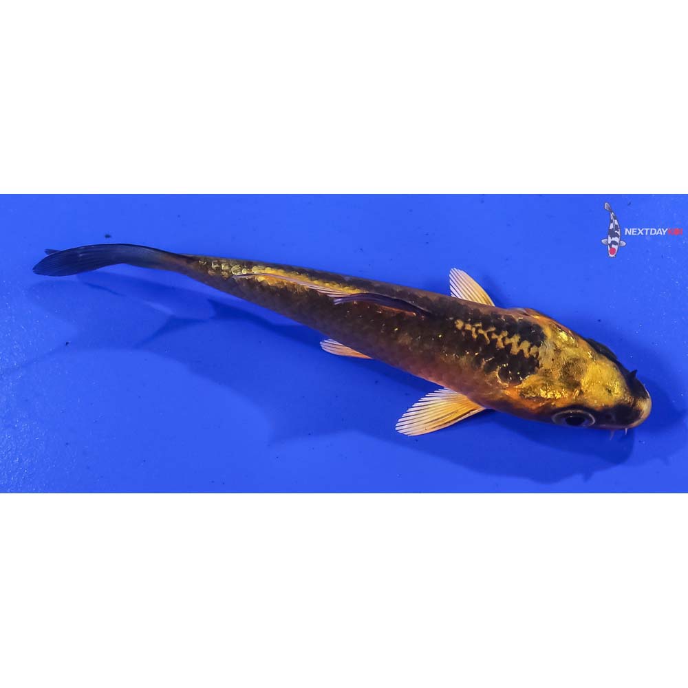 3.5” Imported Ki Matsuba