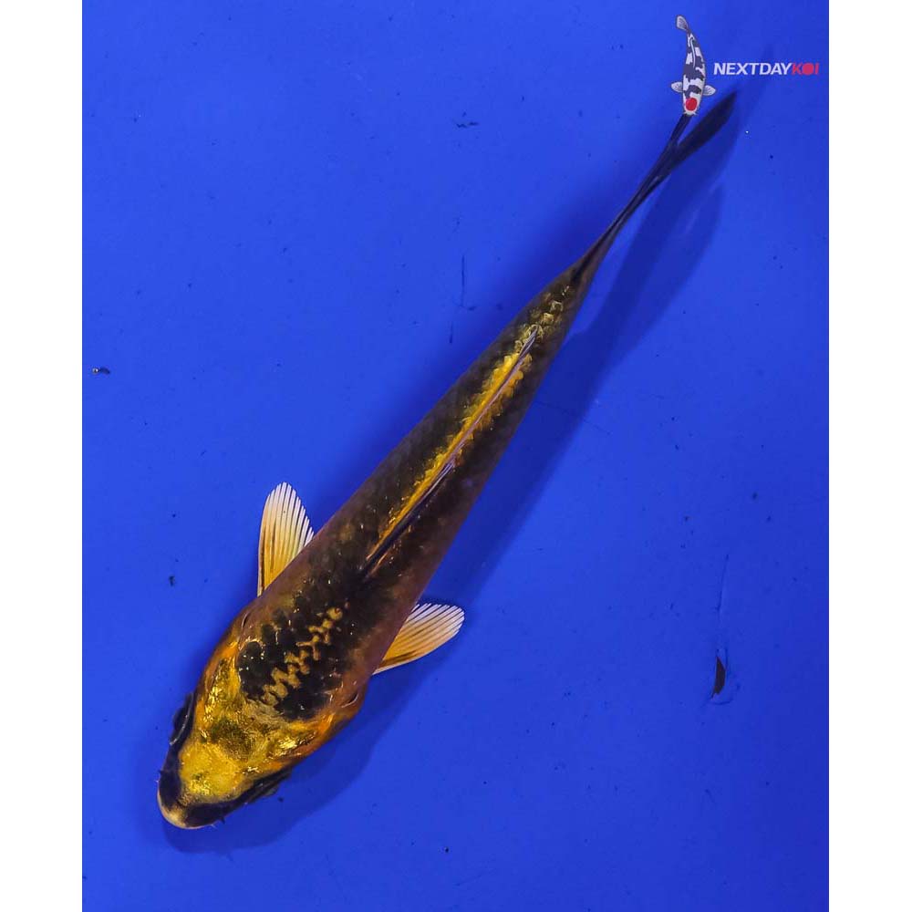 3.5” Imported Ki Matsuba