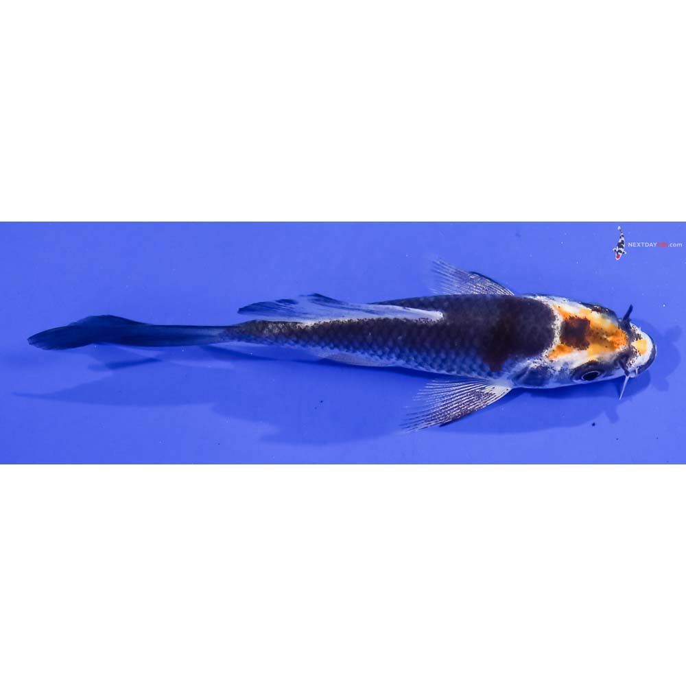 3.5” Imported Kujaku Butterfly Koi