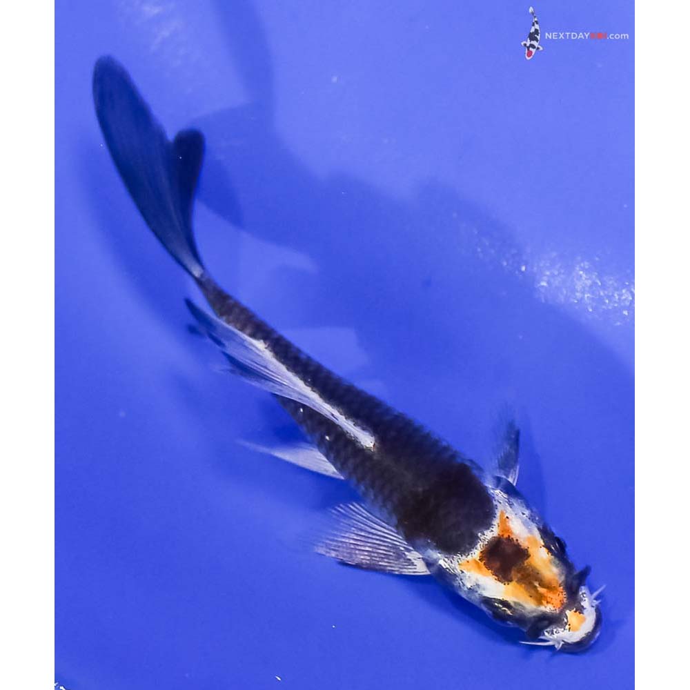 3.5” Imported Kujaku Butterfly Koi
