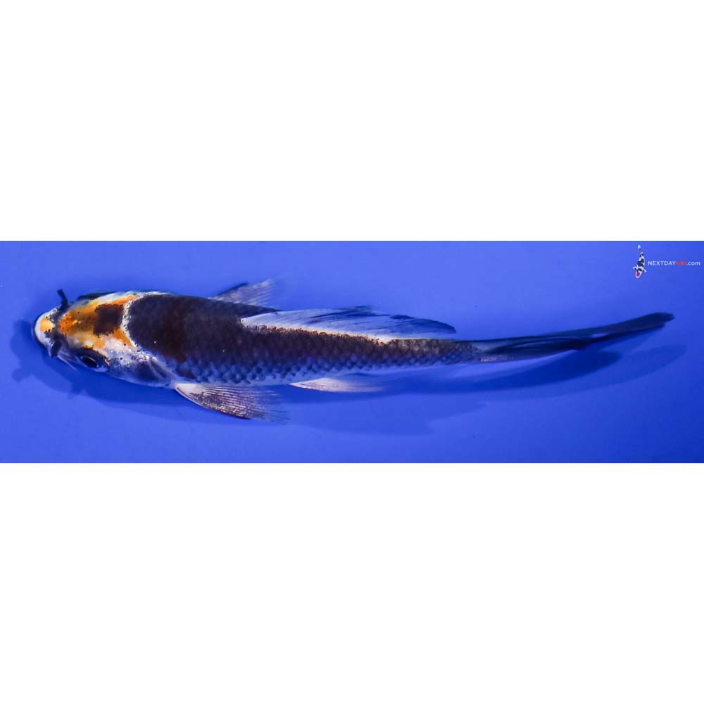 3.5” Imported Kujaku Butterfly Koi