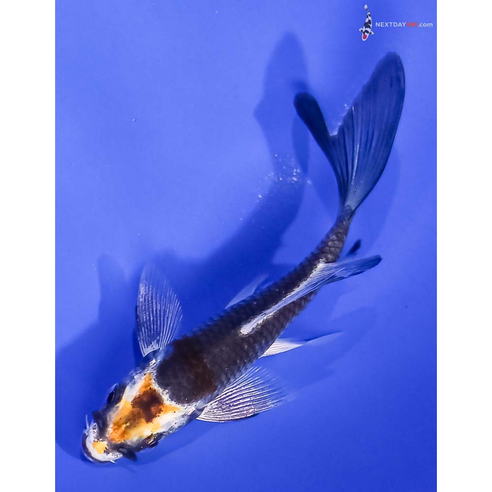 3.5” Imported Kujaku Butterfly Koi