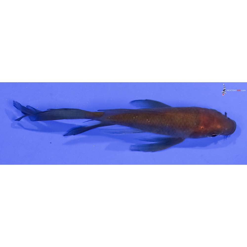 3.5” Imported Chagoi Butterfly Koi