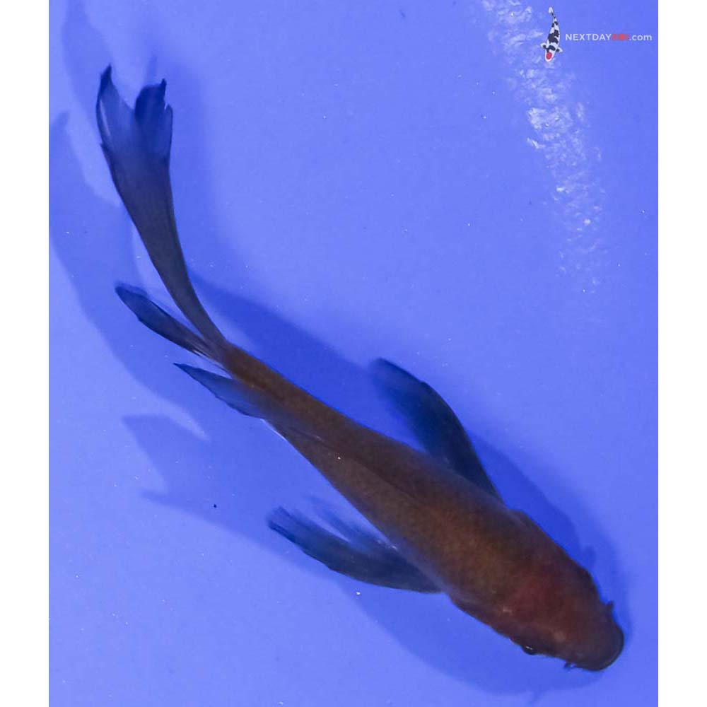 3.5” Imported Chagoi Butterfly Koi