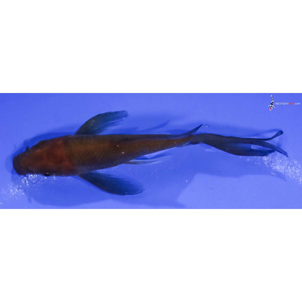 3.5” Imported Chagoi Butterfly Koi