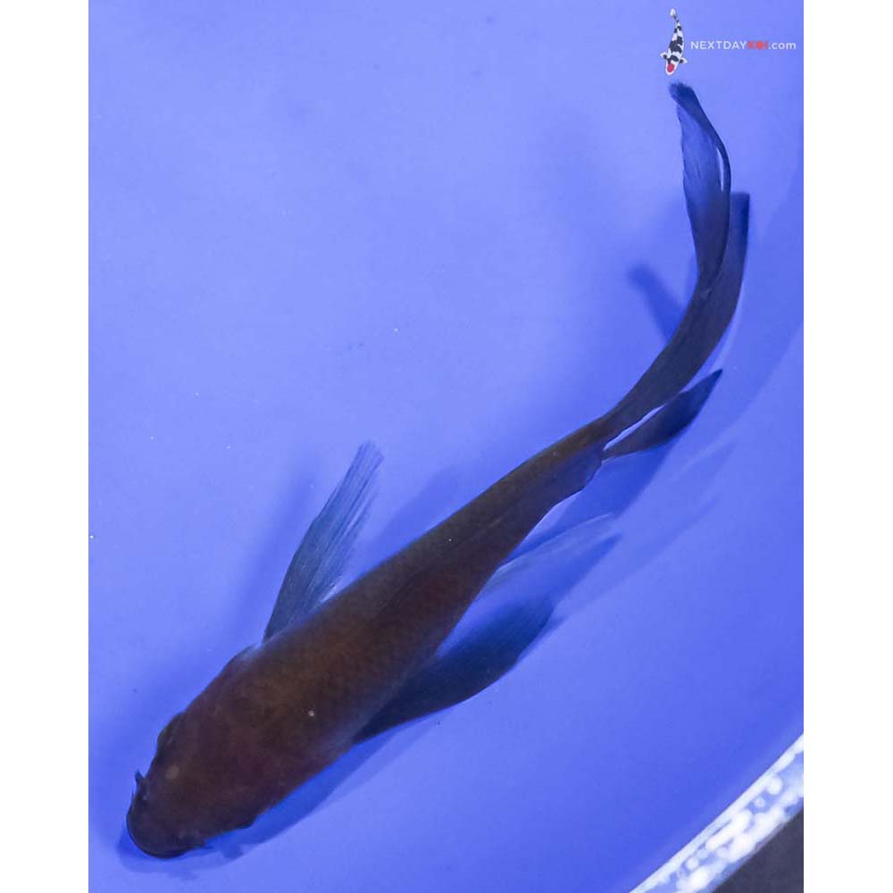 3.5” Imported Chagoi Butterfly Koi