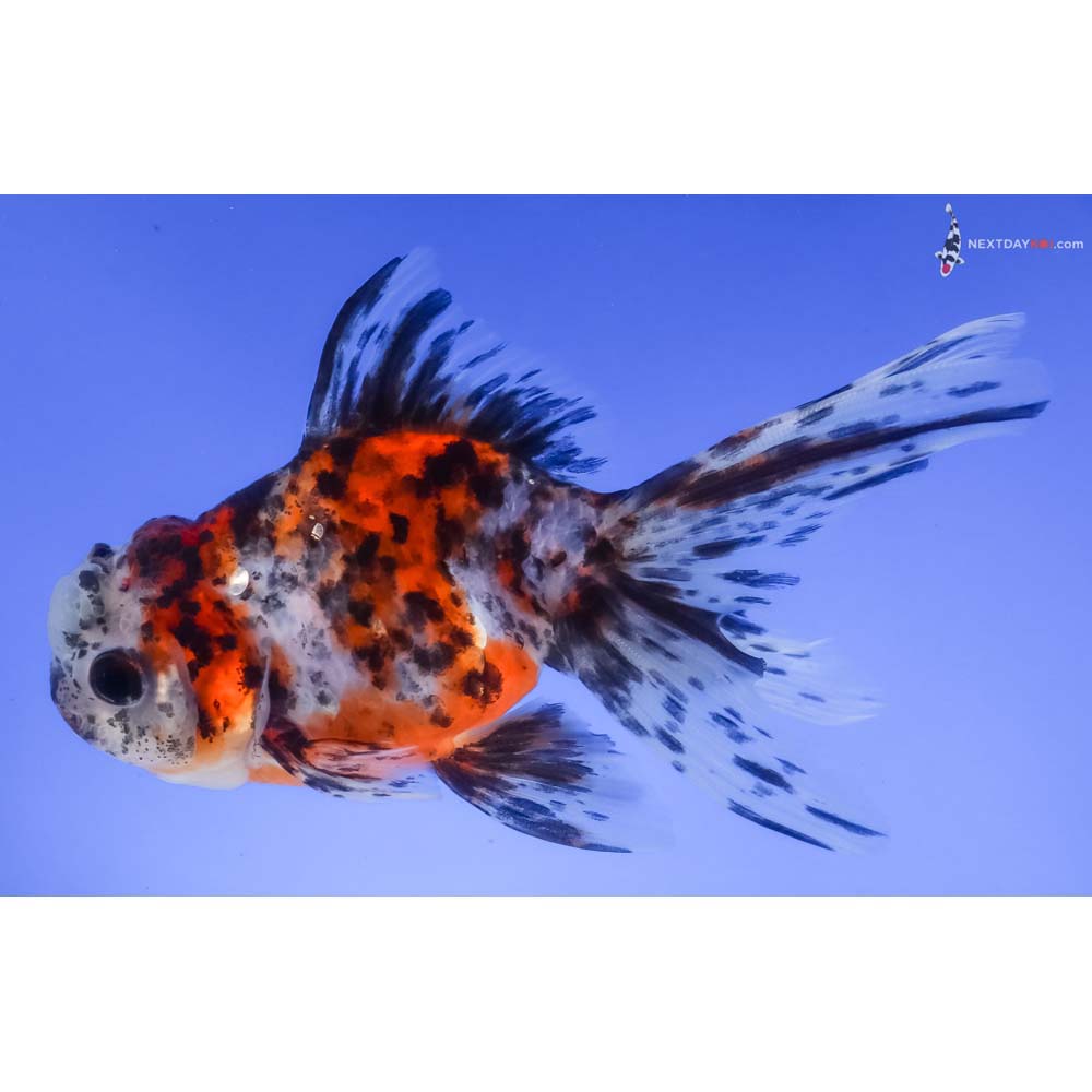4.5” Imported Calico Oranda