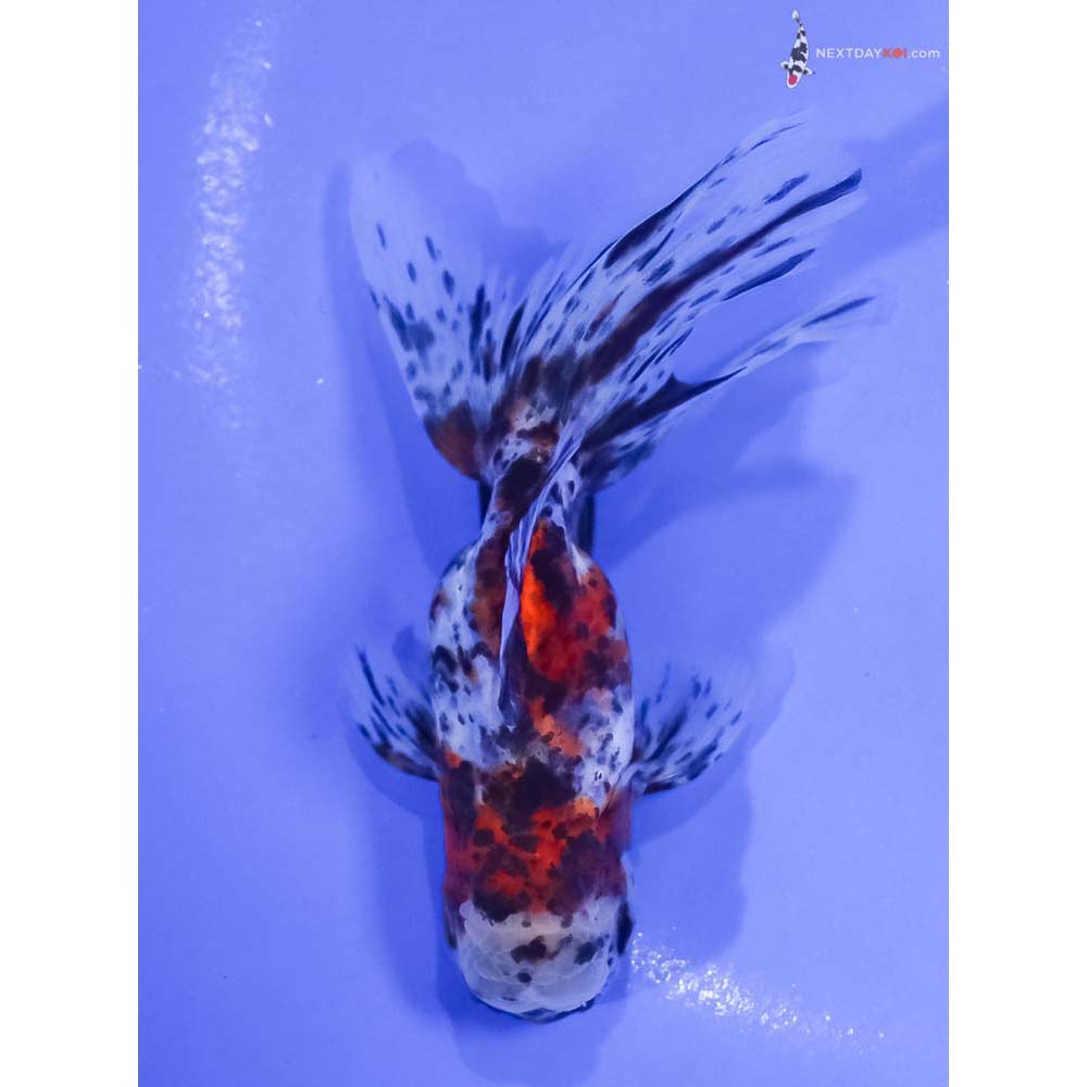4.5” Imported Calico Oranda