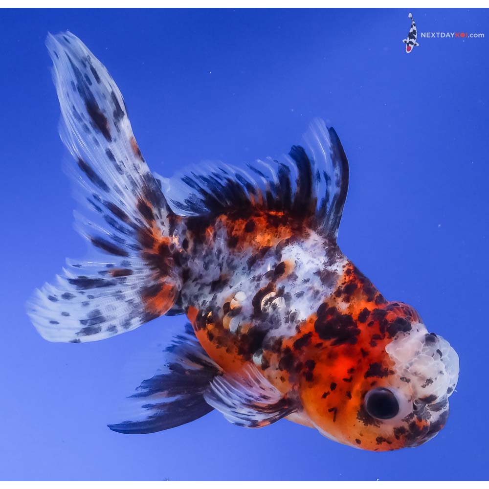 4.5” Imported Calico Oranda