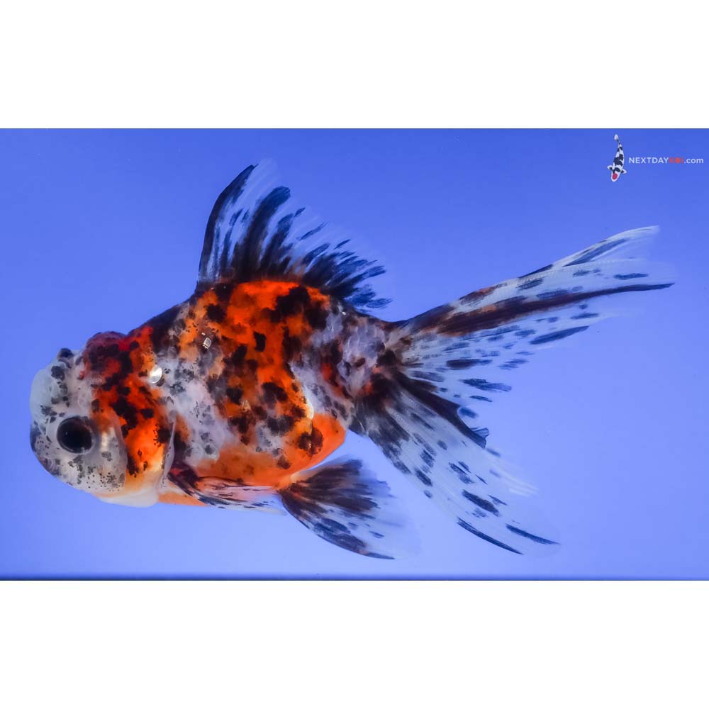 4.5” Imported Calico Oranda