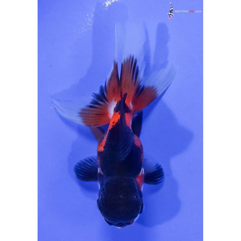 4” Imported Male Tri Color Oranda
