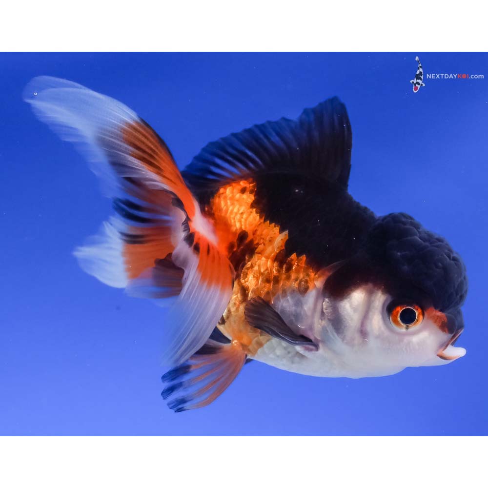 4” Imported Male Tri Color Oranda