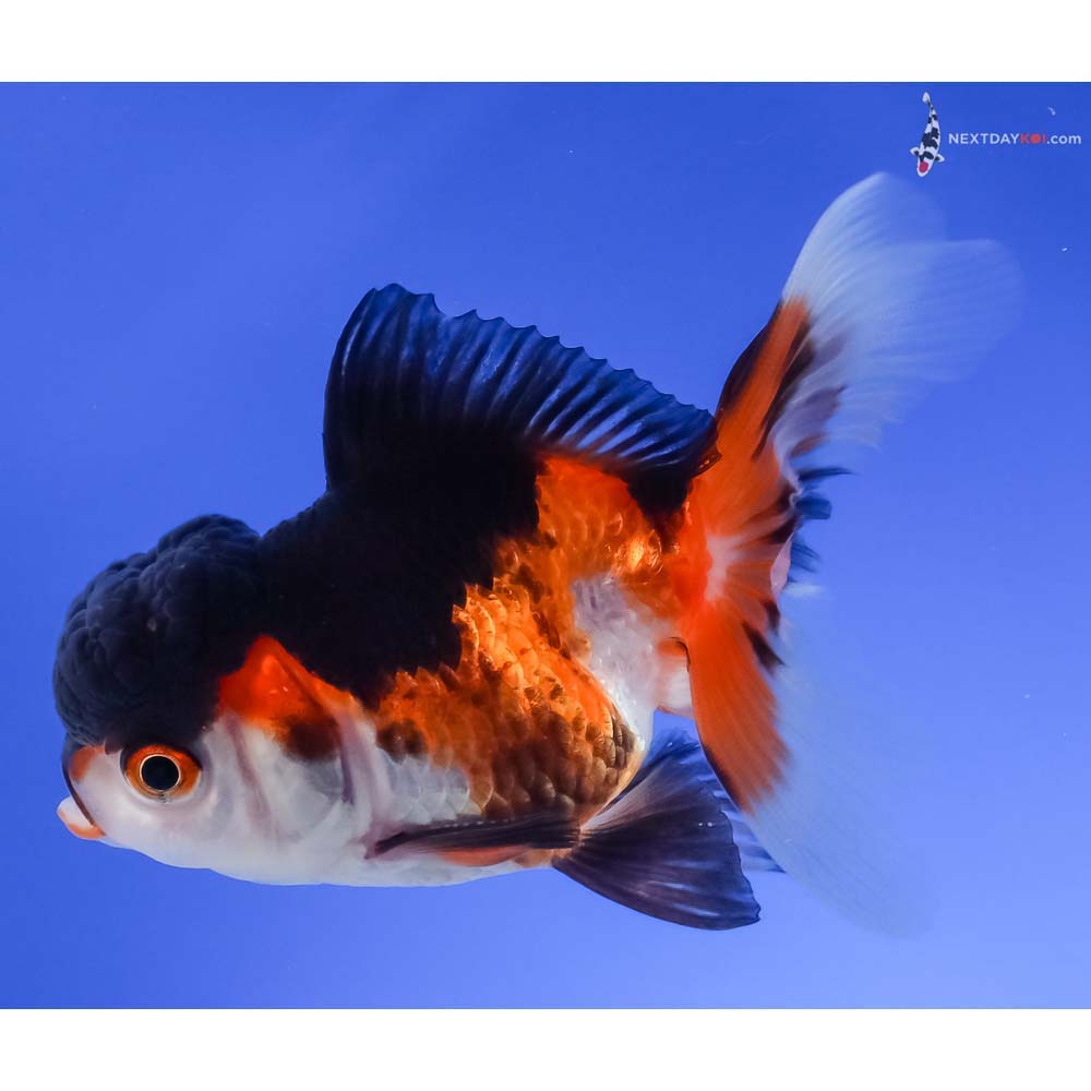 4” Imported Male Tri Color Oranda