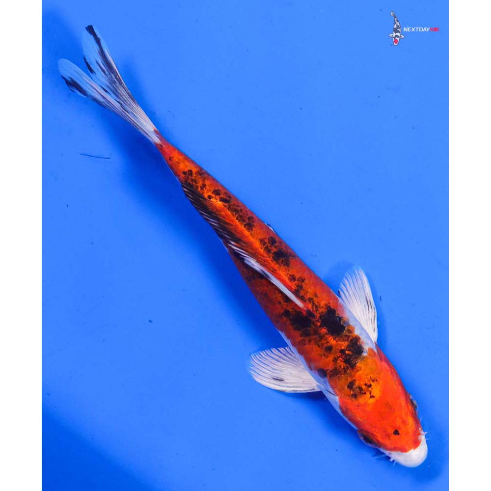 6.5” Imported Yamato Nishiki