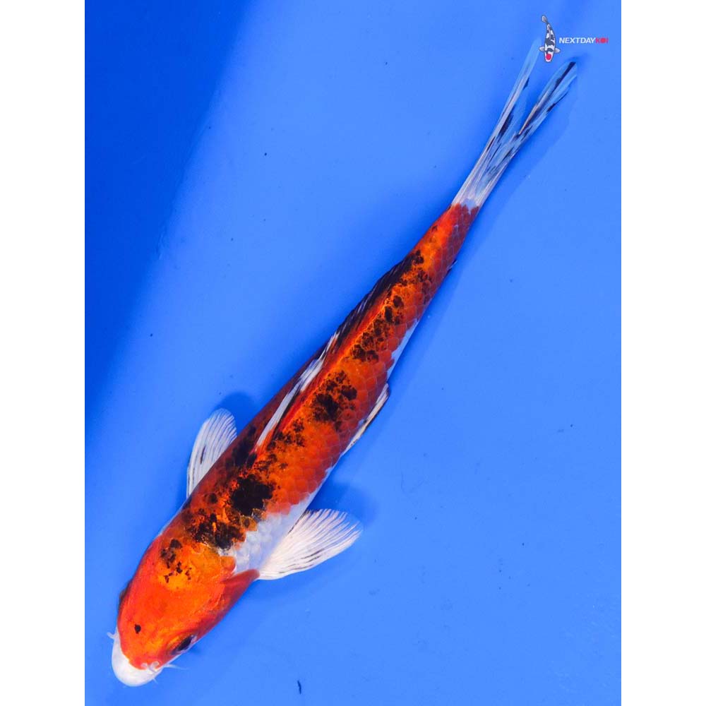 6.5” Imported Yamato Nishiki