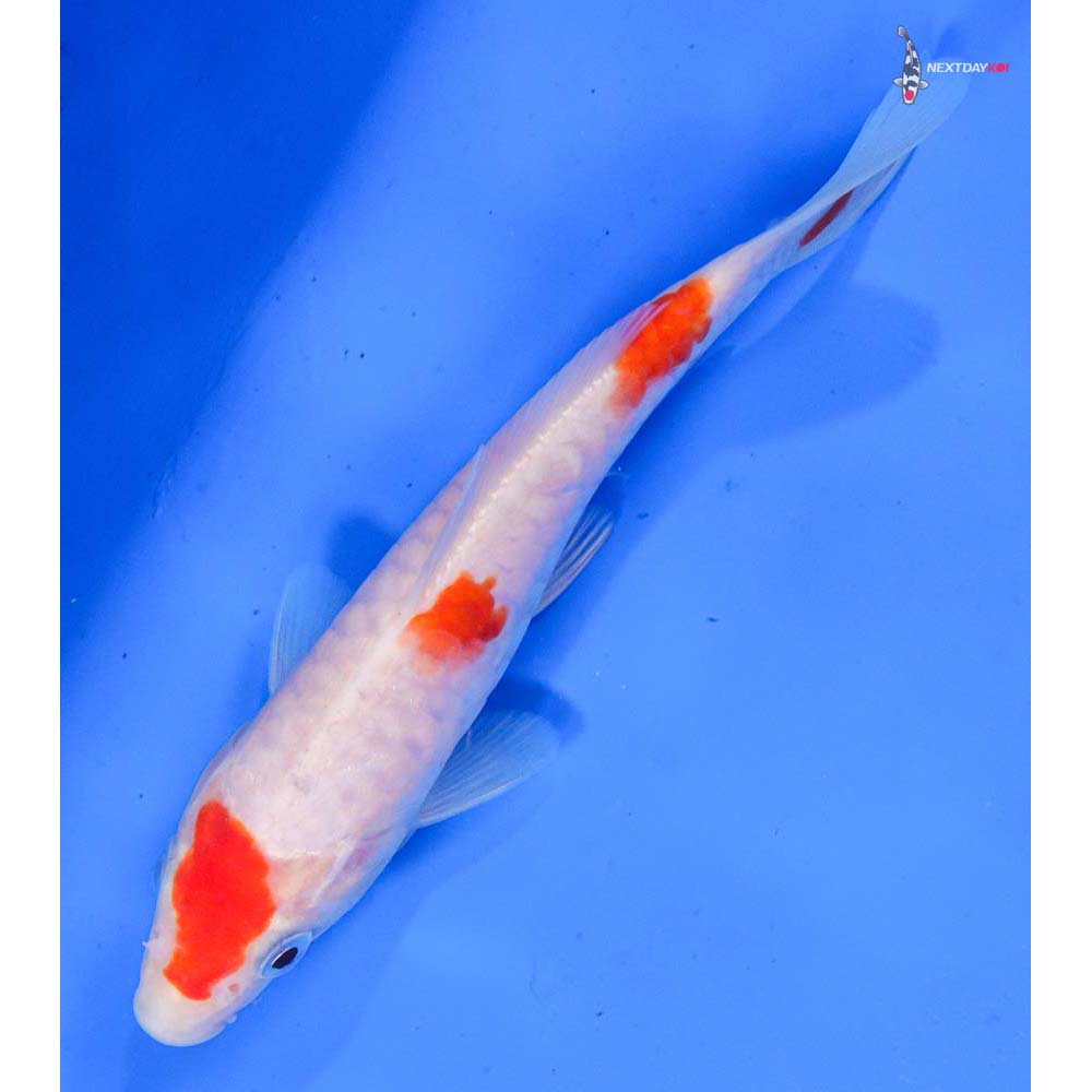 6” Imported Armor Scaled Kohaku