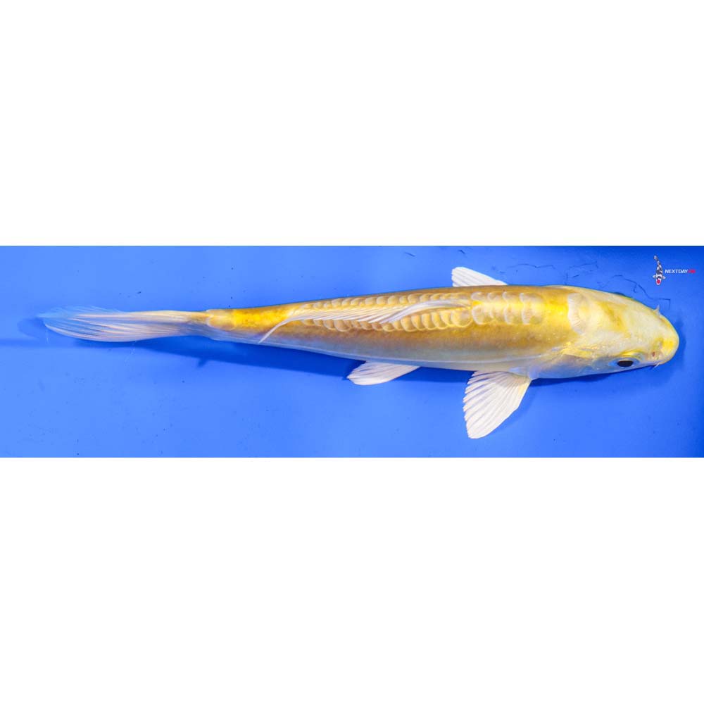 7” Imported Doitsu Yamabuki Ogon