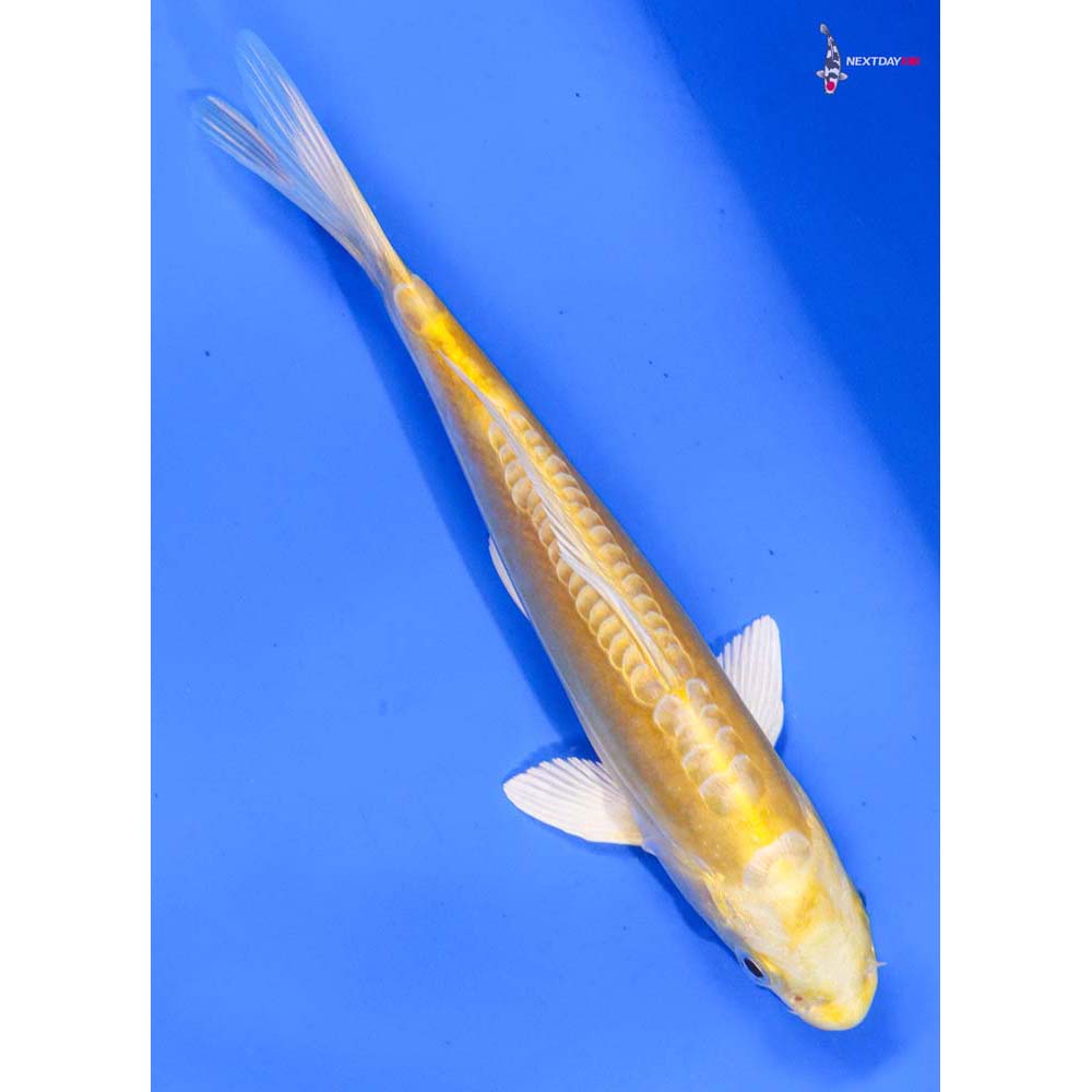 7” Imported Doitsu Yamabuki Ogon