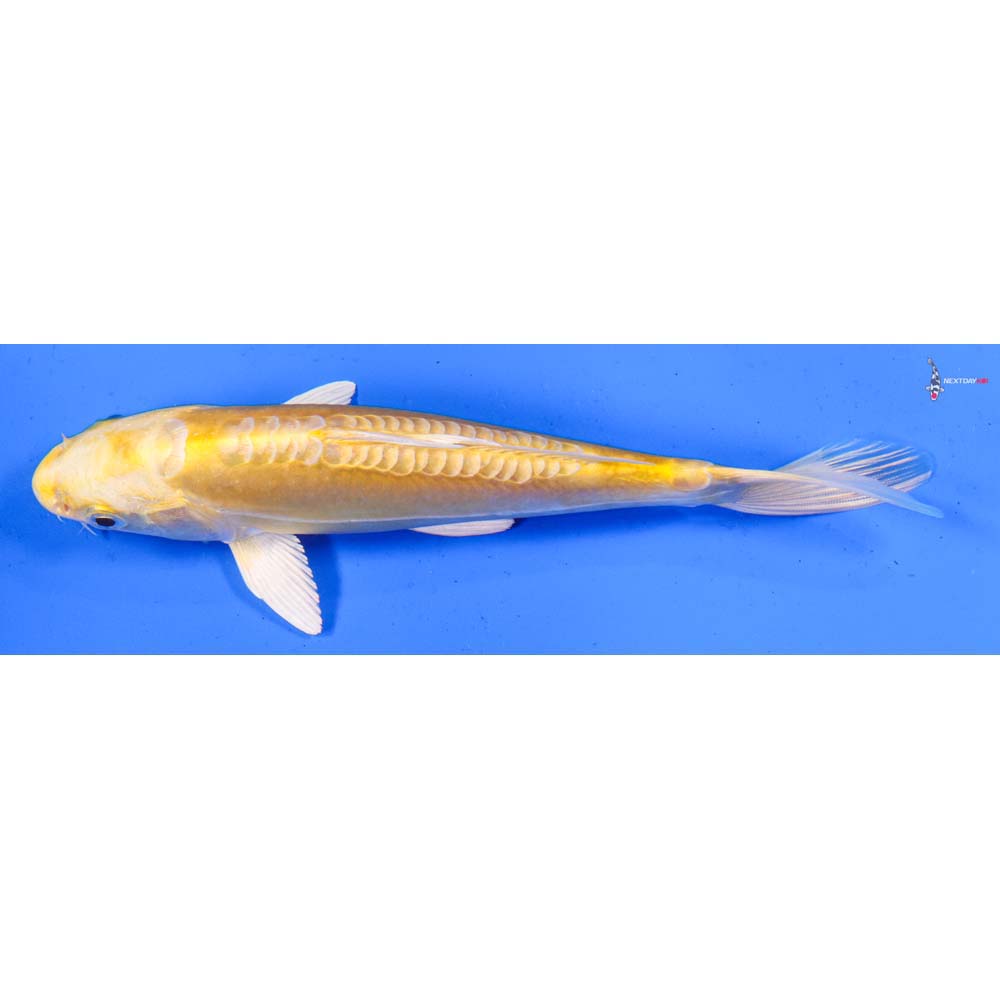 7” Imported Doitsu Yamabuki Ogon