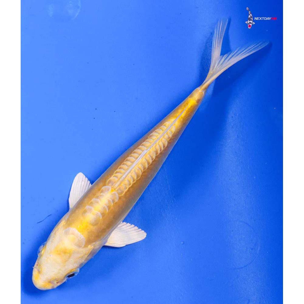 7” Imported Doitsu Yamabuki Ogon