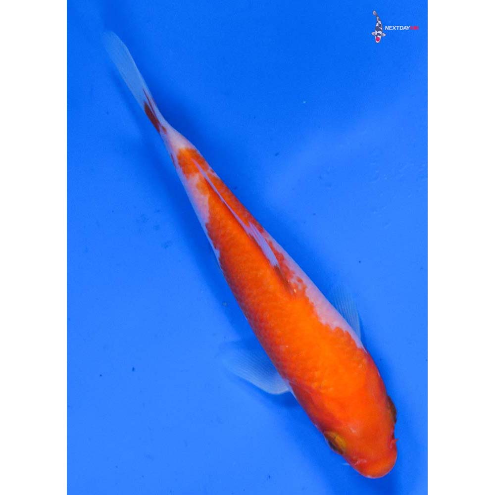 4” Imported Kohaku