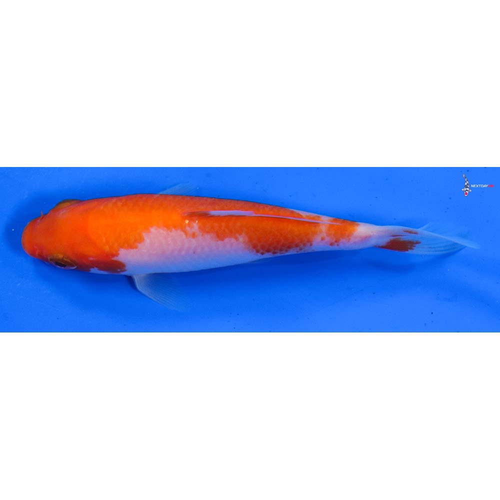 4” Imported Kohaku