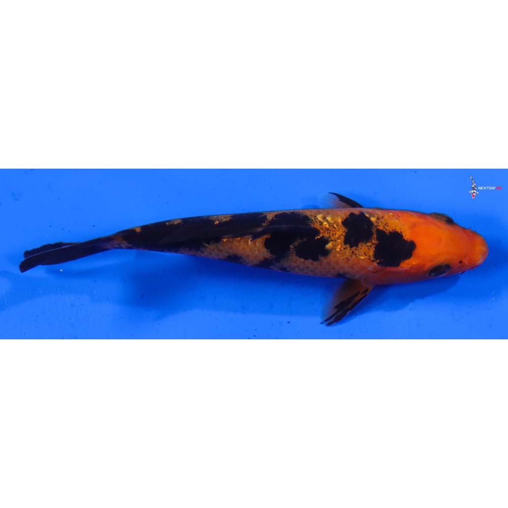 4” Imported Gin Rin Aka Bekko