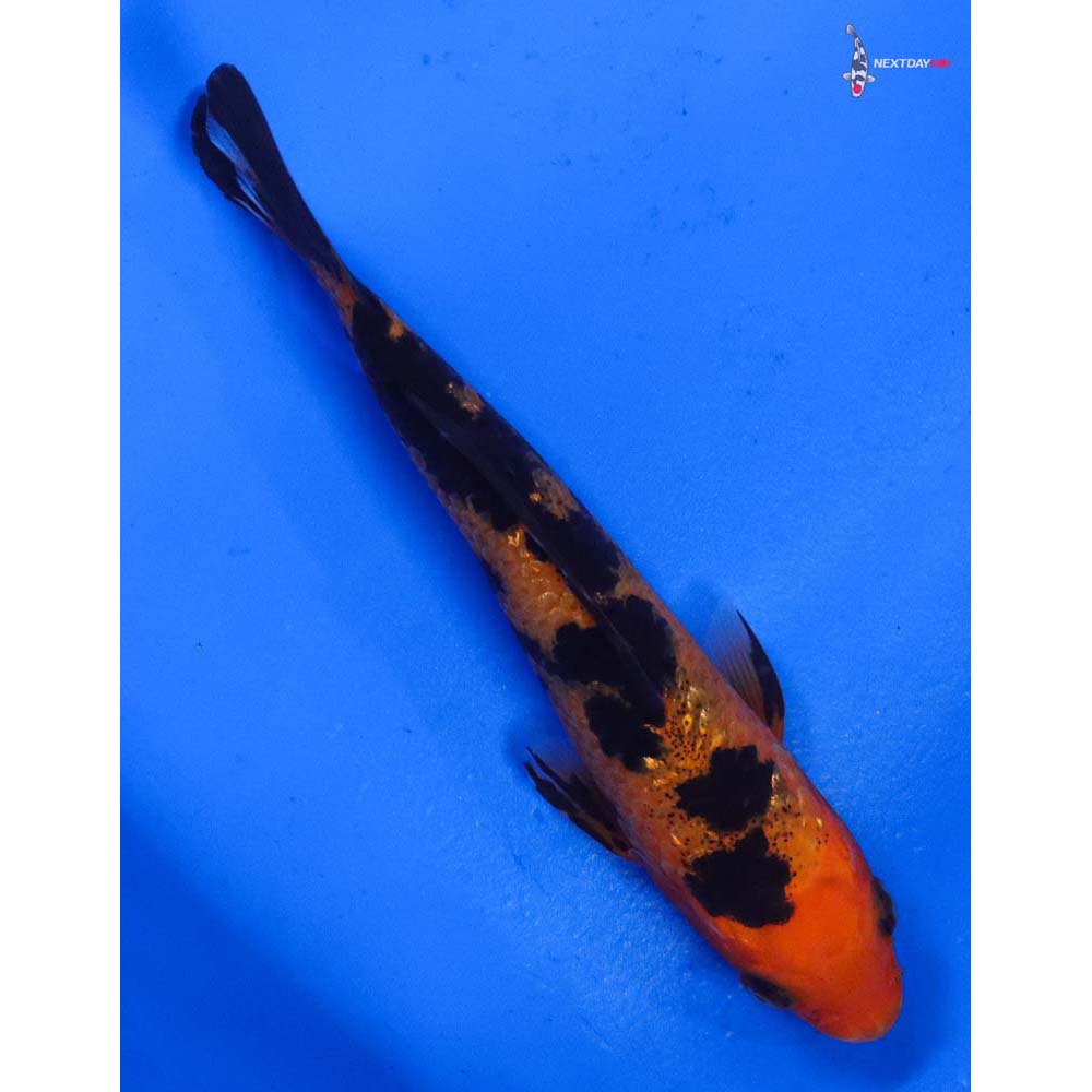 4” Imported Gin Rin Aka Bekko