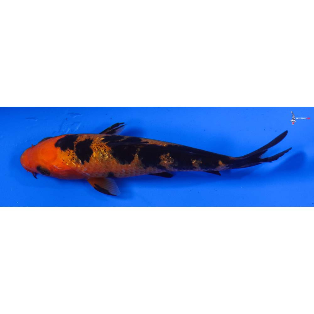 4” Imported Gin Rin Aka Bekko