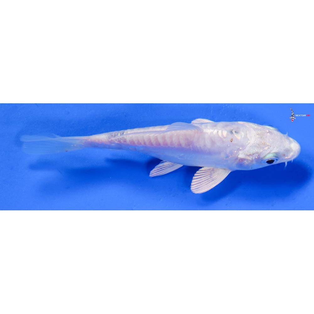 4” Imported Doitsu Platinum Ogon