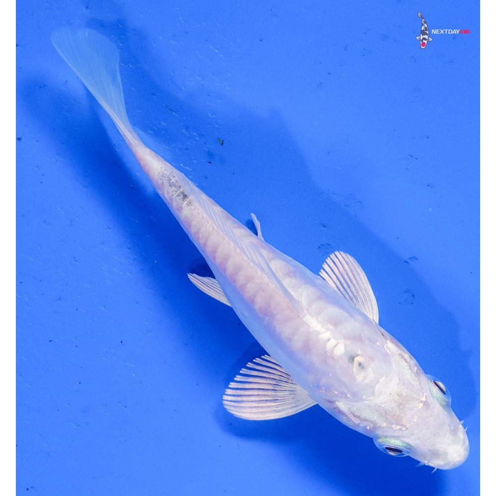 4” Imported Doitsu Platinum Ogon