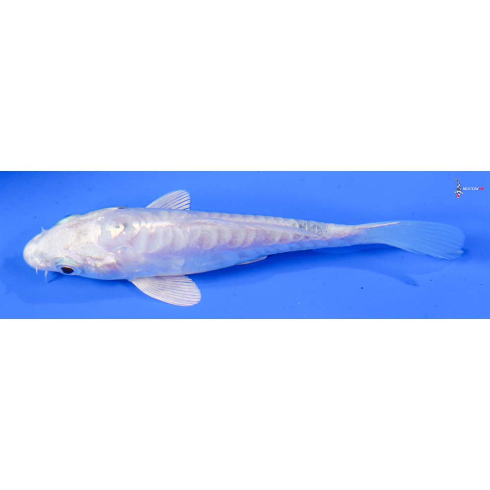 4” Imported Doitsu Platinum Ogon