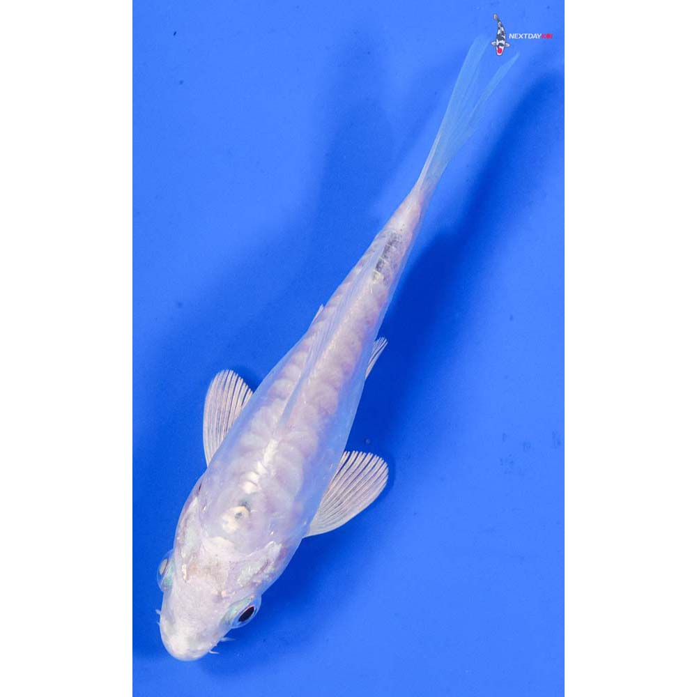 4” Imported Doitsu Platinum Ogon