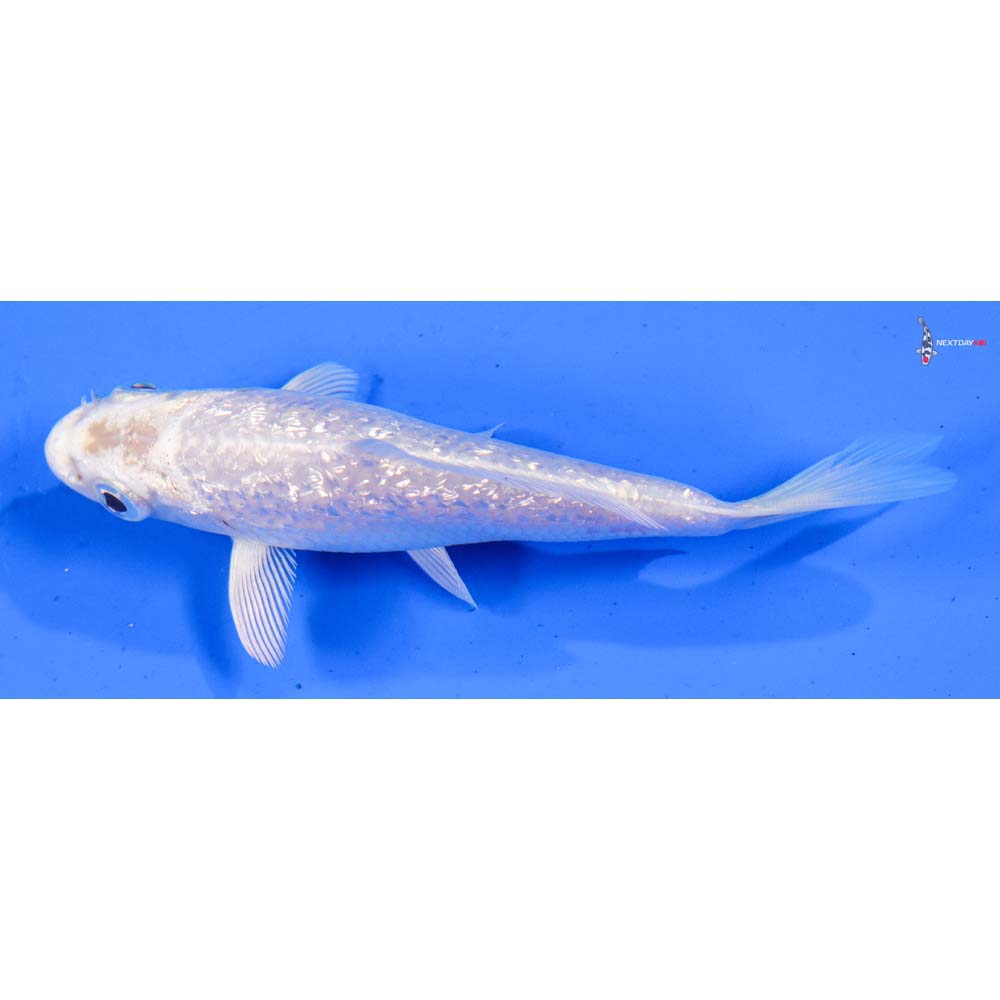 4” Imported Gin Rin Platinum Ogon